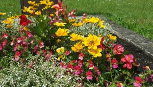 Im Sommer steht den Friedhofsgärtnern eine große Auswahl an farbenprächtigen Pflanzen zur Verfügung, die sich gut für die Grabbepflanzung eignen und gerne von Bienen und anderen Insekten besucht werden. 