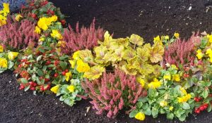 Gelbe Veilchenblüten mit gelbem Laub, leuchten im Herbstbeet von Blumen Krempl auf dem Friedhof in Murnau.