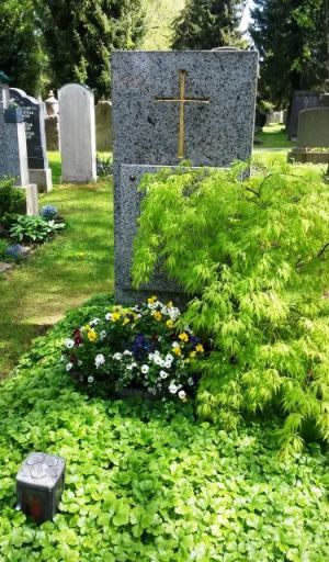 Ein japanischer Schlitzahorn umspielt den Grabstein auf einem Frühlingsgrab