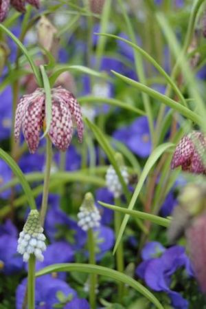 Filigran und zauberhaft ist die Kombination aus Schachbrettblume und Traubenhyazinthe"