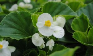 Blüte einer weißen Eisbegonie