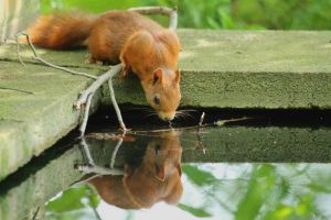 Ein Eichhörnchen trinkt an einem Friedhofsbrunnen.