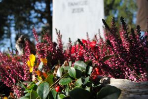 Rot, gelb, lila leuchten die Herbstpflanzen mit Blüten und Beeren