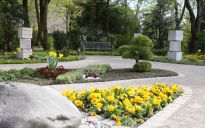 Frühlingsbepflanzung der Gemeinschaftsgrabanlage am Friedhof in  Augsburg